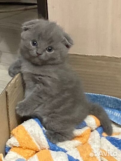 Шотландские котята