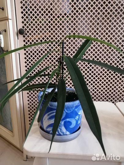 Комнатные растения фикус, эухарис