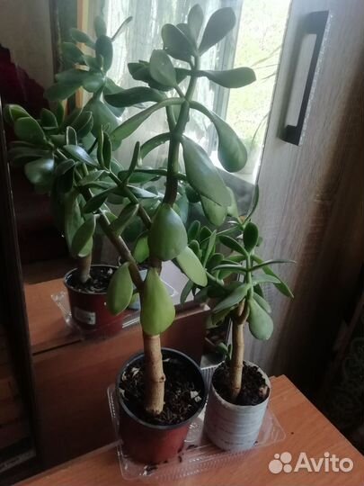 Денежное дерево