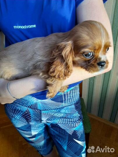 РКФ кавалер кинг чарльз дети