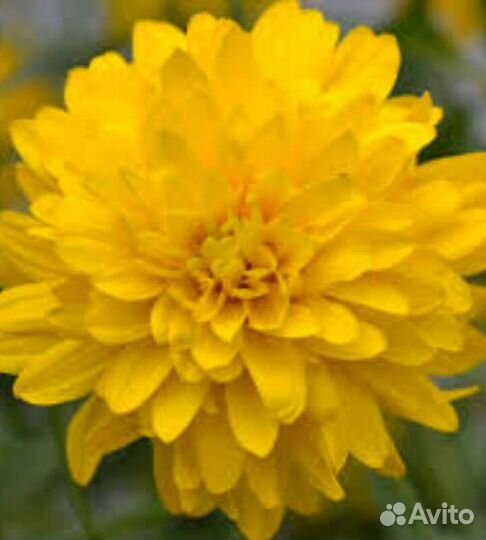 Помидоры.Астры.Бархртцы.Георгин.Лилии