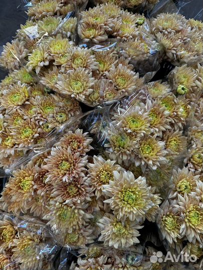 Хризантема Кустовая Оптом