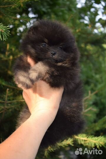 Щенки шпица мерле
