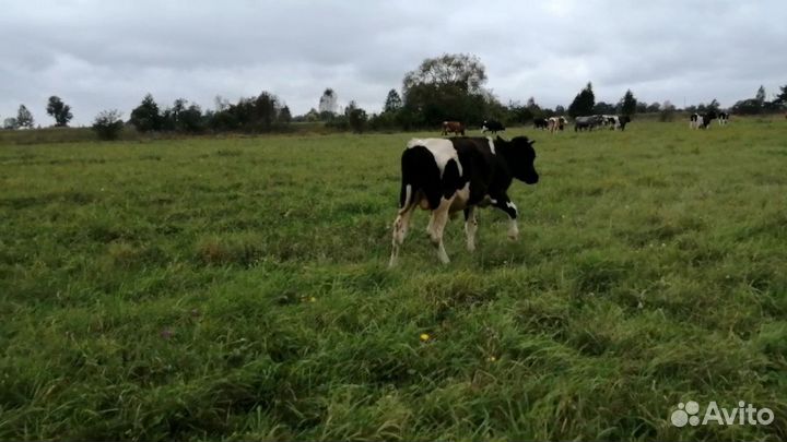 Продам двух бычков