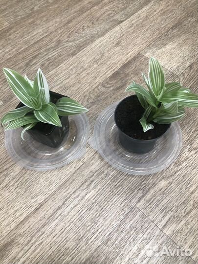 Традесканция белая