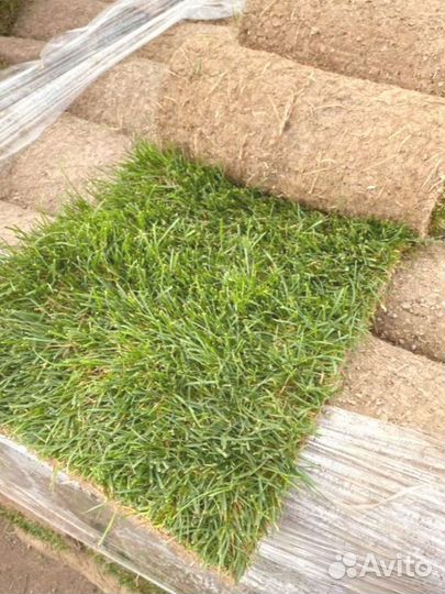 Рулонный газон