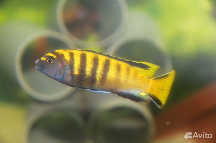 Малавийские цихлиды, аквариумные рыбки