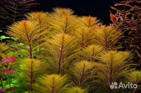 Креветки красный кристалл