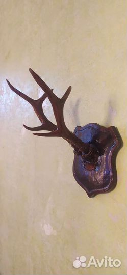 Рога оленя