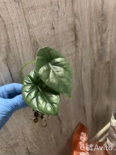 Алоказия синуата детка