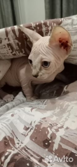 Канадский сфинкс котенок