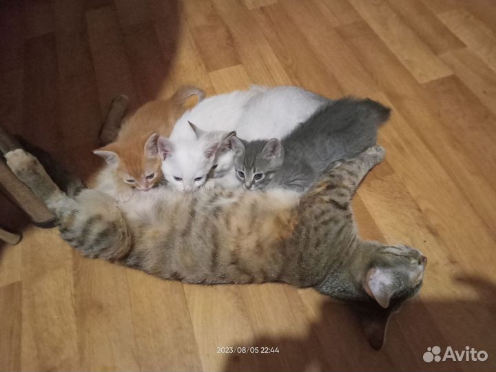 Три очаровательных котёнка ищут себе любящий дом