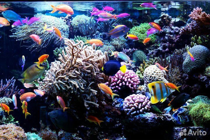Морской аквариум, оборудование, рыбы, кораллы