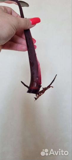 Филодендрон пинк принцесс