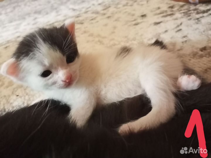 Котята в добрые руки