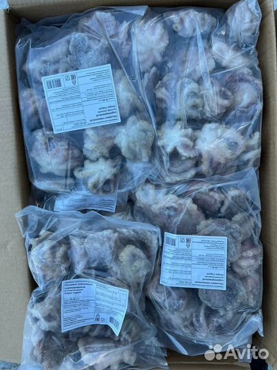 Оптом Осьминожки молодые