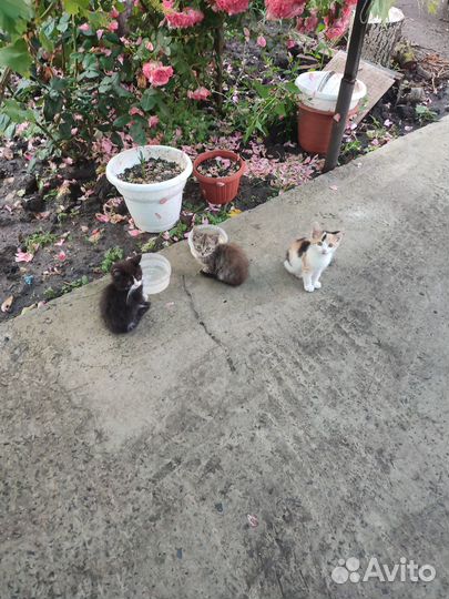 Котята в добрые руки