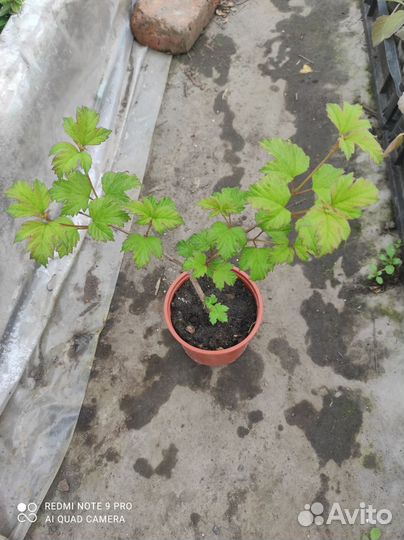 Растения