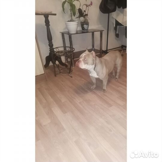 Вязка Американский булли