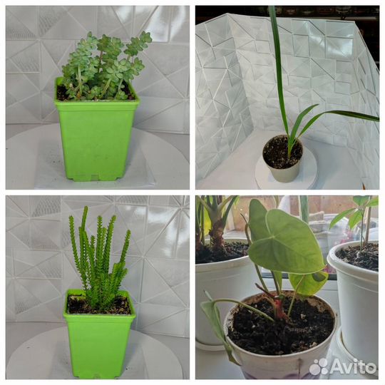 Фиалки, Хатиора, Денежное дерево