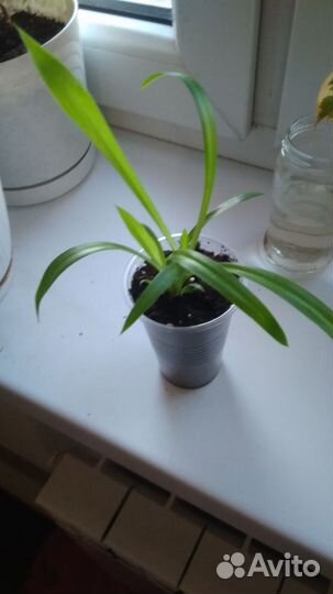 Хлорофитум (укоренённые черенки)