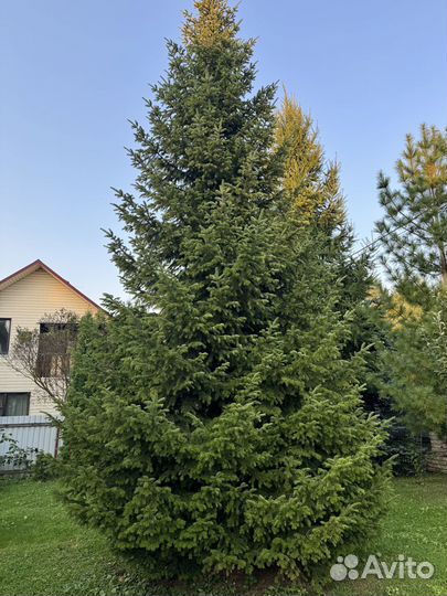 Ель живая с комом