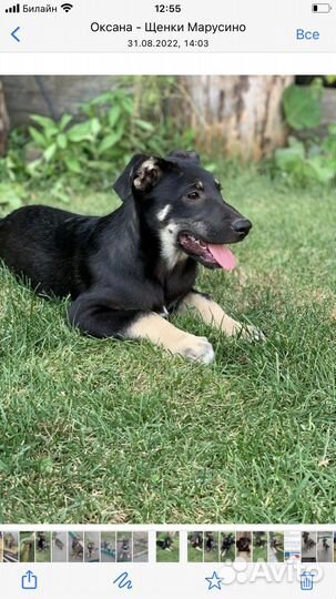 Метисы овчарки