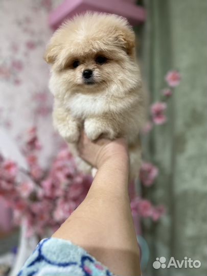 Мальчик пушок