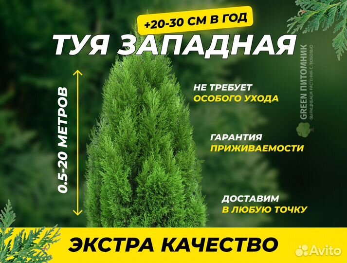 Туя западная Смарагд