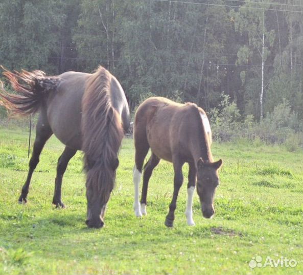 Жеребята и лошади