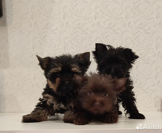 Йоркширский терьер