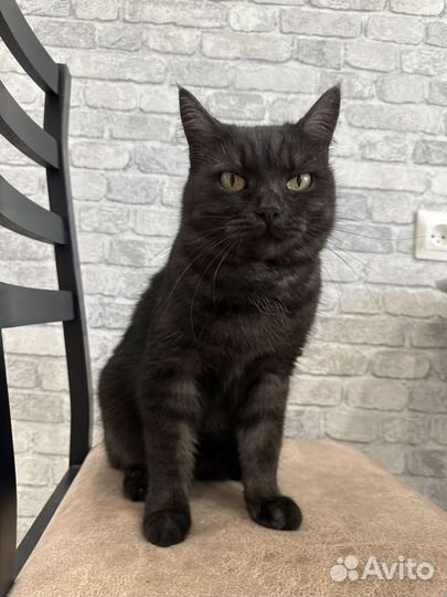 Кошка в дар бесплатно