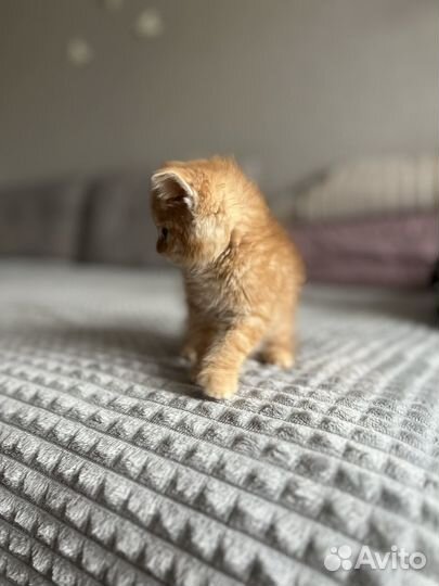 Рыжий котенок мальчик