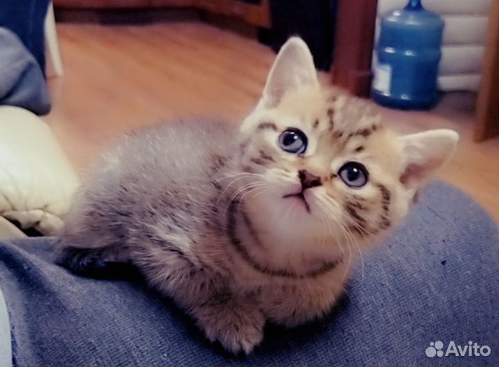 Британские котята