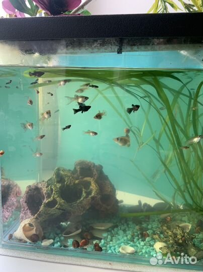 Улитки креветки фильтр