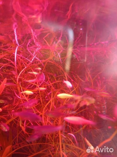 Аквариумная рыбы