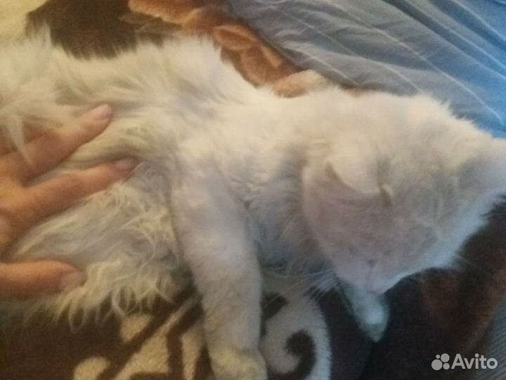 Белый пушистый кот