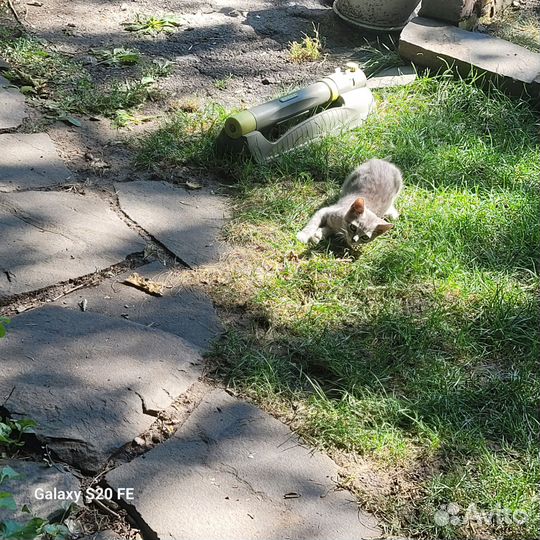 Отдам котят в хорошие руки