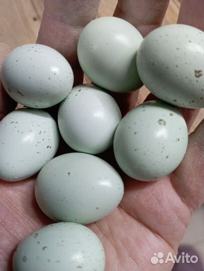 Яйцо перепелиное инкубационное