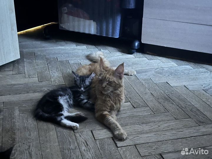 Котята мейн-кун