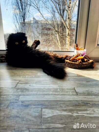Кошка кот в добрые руки