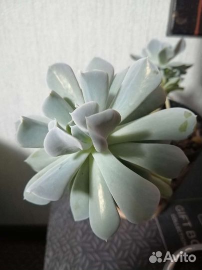 Суккуленты