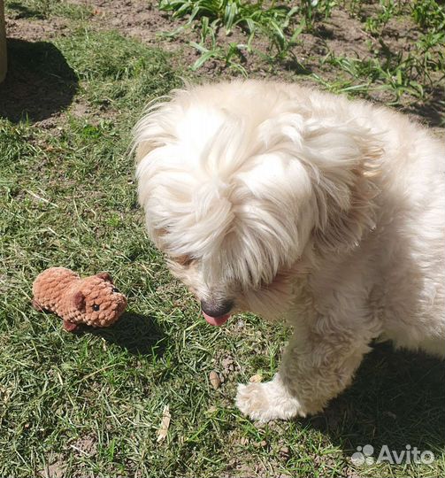 Капибара игрушка мягкая