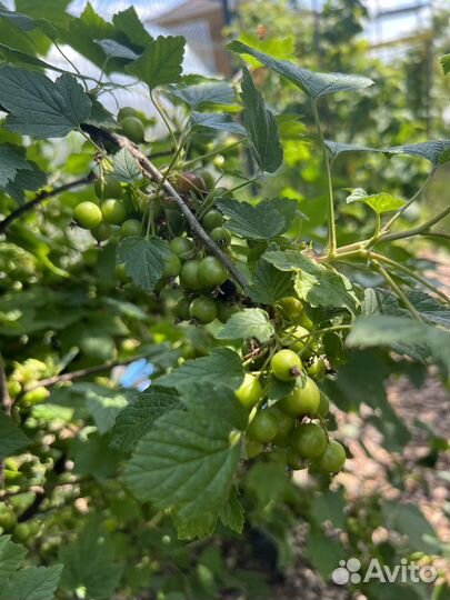 Плодовые кустарники