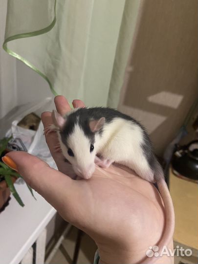 Крысята дамбо