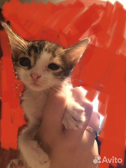 Котята мини в добрые руки