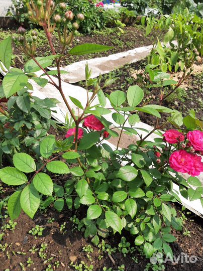 Динки Мускаткая роза