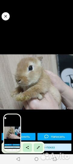 Декоративные кролики