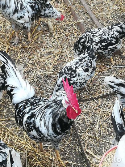 Инкубационное яйцо леггорн далматинец