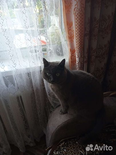 Котик